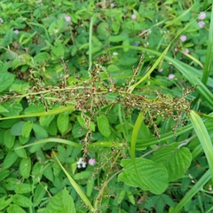 Scleria terrestris