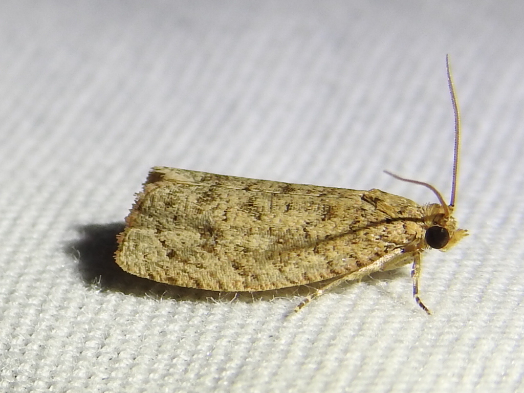 Phaecasiophora inspersa