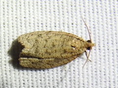 Phaecasiophora inspersa
