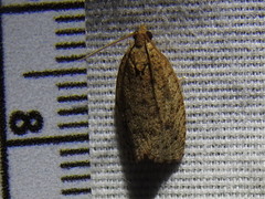 Phaecasiophora inspersa