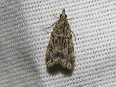 Eudonia strigalis