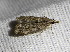Eudonia strigalis