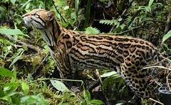 Leopardus