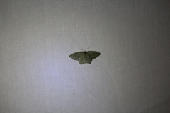 Thalera pistasciaria