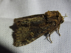 Phosphila turbulenta