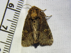 Phosphila turbulenta