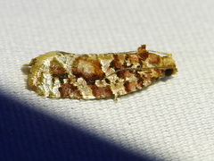 Argyrotaenia kimballi