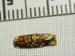 Argyrotaenia kimballi