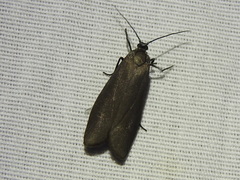 Virbia laeta
