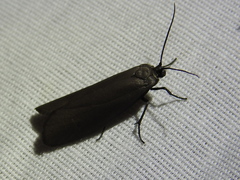 Virbia laeta