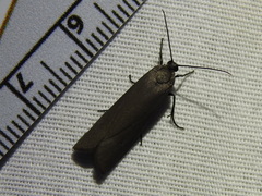 Virbia laeta