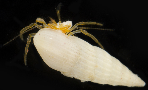 Pygmaeopagurus hadrochirus observed 2017-05-26