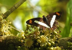 Adelpha iphiclus
