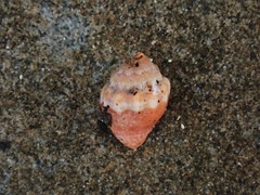 Orphanopusia patriarchalis