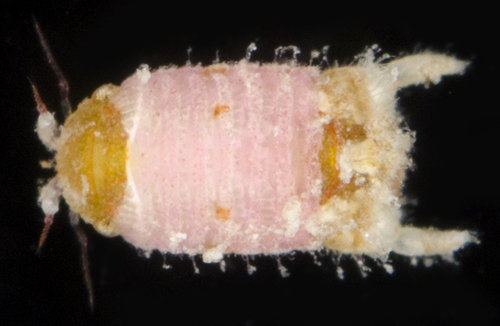 Neonaesa rugosa, 2017-05-26