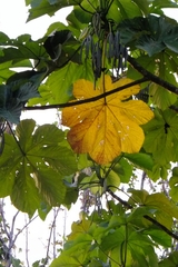 Cecropia obtusifolia