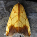 Transverse Moth - Photo (c) Linda Alisto, some rights reserved (CC BY-NC), uploaded by Linda Alisto