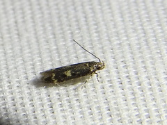 Trypanisma prudens