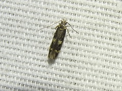 Trypanisma prudens
