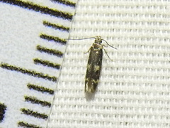 Trypanisma prudens