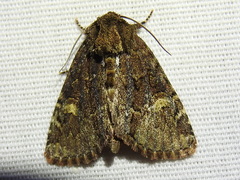 Phosphila turbulenta