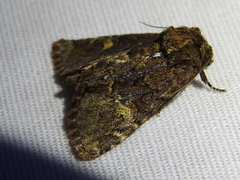 Phosphila turbulenta