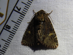 Phosphila turbulenta