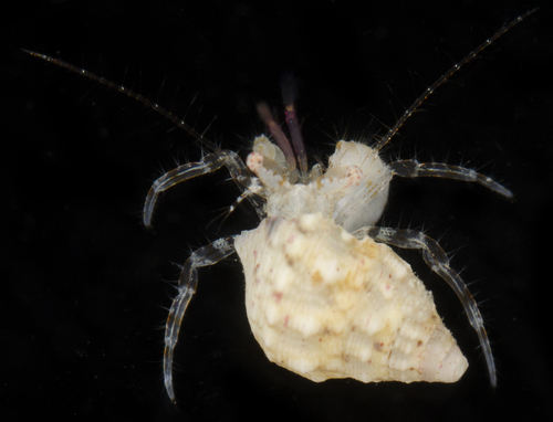 Anapagrides reesei observed 2017-05-27