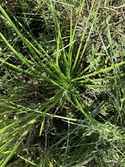 Eryngium horridum