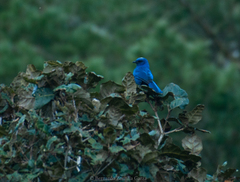 Aphelocoma unicolor unicolor