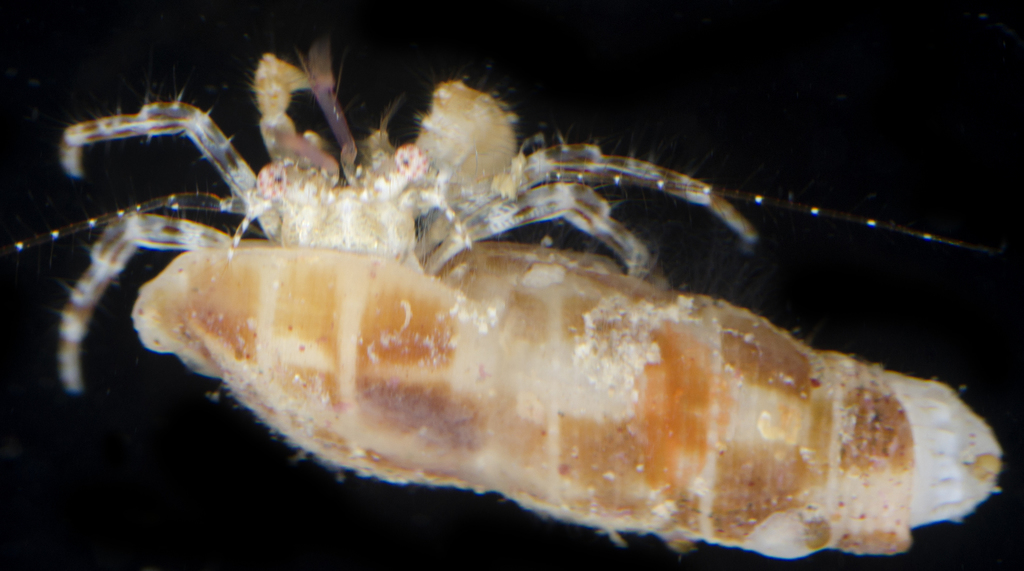 Anapagrides