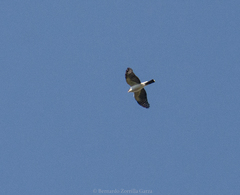 Accipiter striatus chionogaster