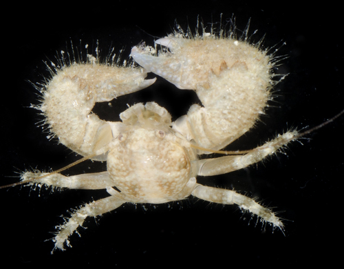 Pachycheles pisoides