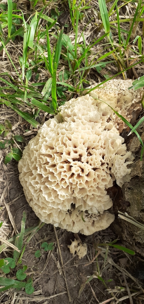 Irpex rosettiformis · March 2021 · photo: © pablohcapovilla (iNaturalist, cc-by)