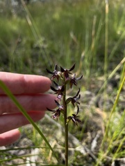 Genoplesium simulans