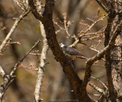 Accipiter striatus chionogaster