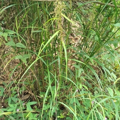 Scleria terrestris