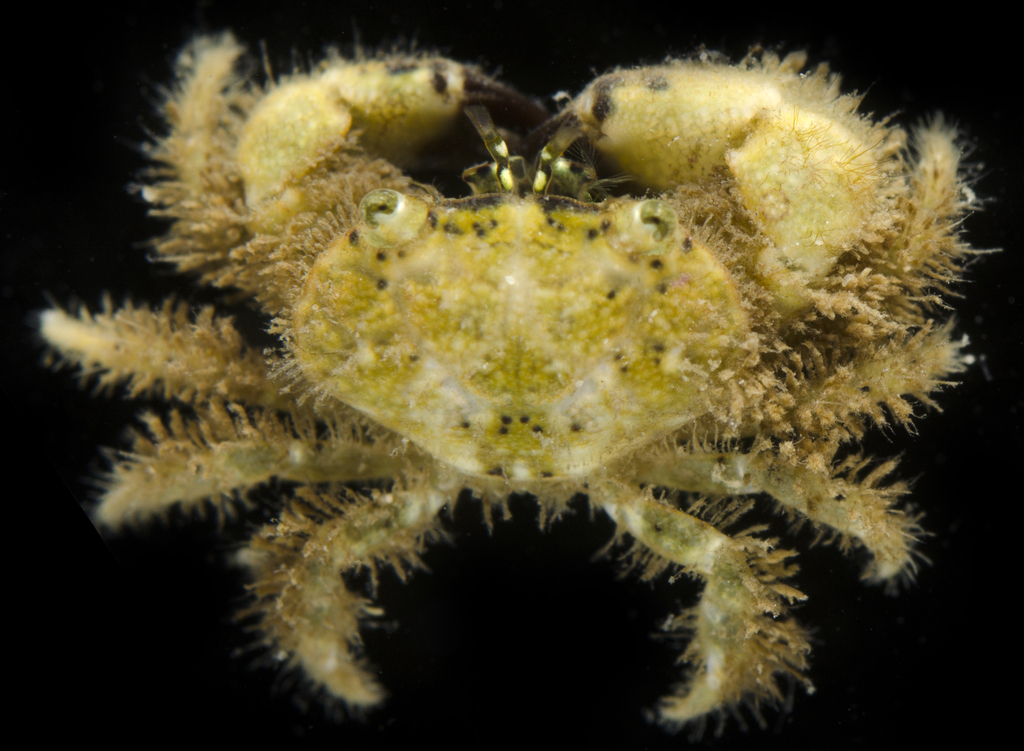 Liocarpilodes biunguis
