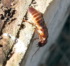 Zootermopsis nevadensis