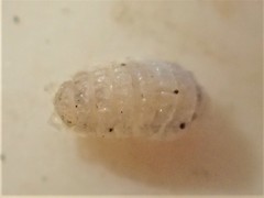 Haplophthalmus danicus