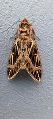 Euryglottis