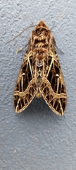 Euryglottis