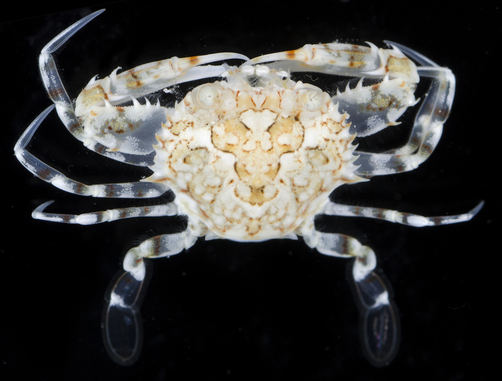 Cycloachelous suborbicularis