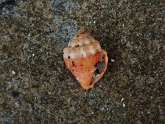 Orphanopusia patriarchalis