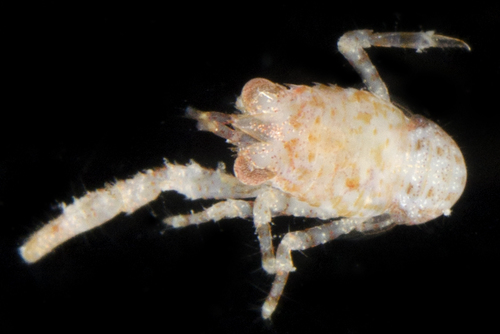 Galathea spinosorostris observed 2017-05-28