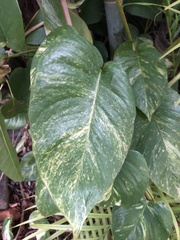 Epipremnum