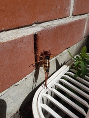 Hemideina crassidens