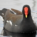 African Common Moorhen - Photo (c) Colin Ralston, some rights reserved (CC BY-NC)