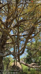 Bursera morelensis