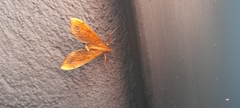 Anarmodia